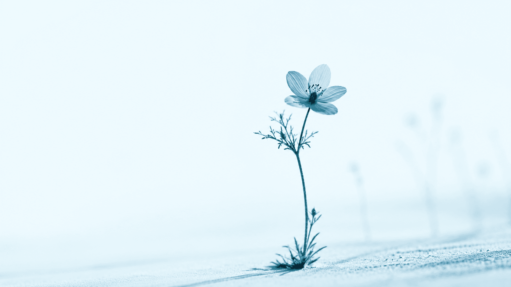 A delicate blue flower in a bright field